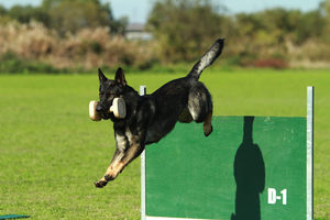 訓練犬育成コースの様子